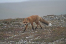 image of animal