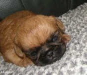 image of brabancon_griffon