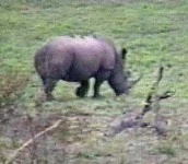 image of rhino