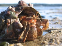 image of hermit_crab