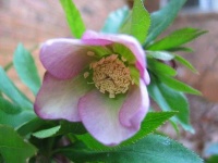 image of flower