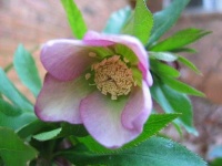 image of lenten_rose #26