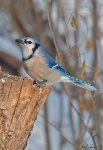image of jay
