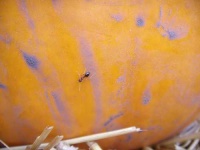 image of ant