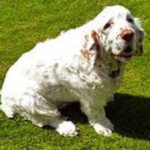 image of animal