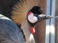 image of crane