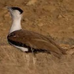 image of indian_bustard #2