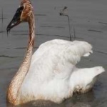 image of bird