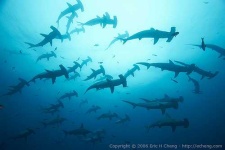 image of hammerhead