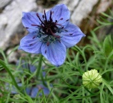 image of flower