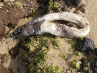 image of eel