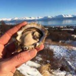 image of oyster #57