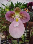 image of flower