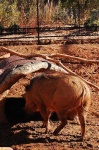 image of warthog