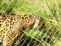 image of jaguar_car