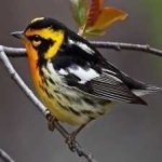 image of bird