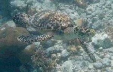 image of hawksbill