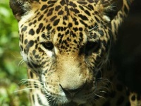 image of jaguar_car