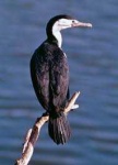 image of animal