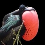 image of bird