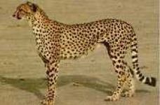 image of cheetah