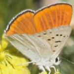 image of animal
