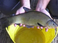 image of tench