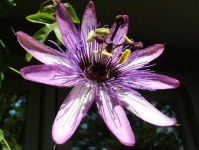 image of passion_flower #18