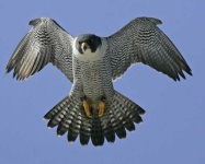 image of falcon