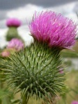 image of flower