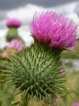 image of spear_thistle #28