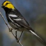 image of bird