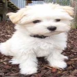image of animal