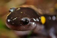 image of spotted_salamander