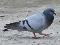 image of pigeon #13