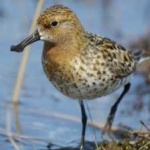image of bird