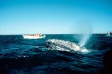 image of grey_whale