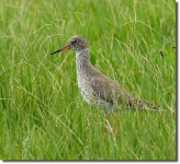 image of redshank