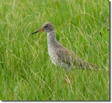 image of redshank #28