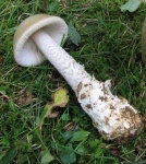 image of mushrooms