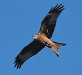 image of kite