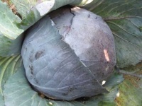image of damage_to_cabbage_leaves