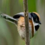 image of bird