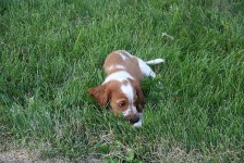image of welsh_springer_spaniel