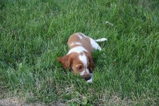 image of welsh_springer_spaniel #0