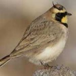 image of bird