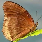 image of animal