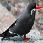 image of bird