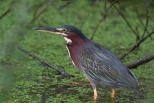 image of heron