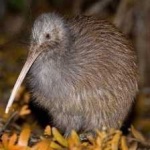 image of bird